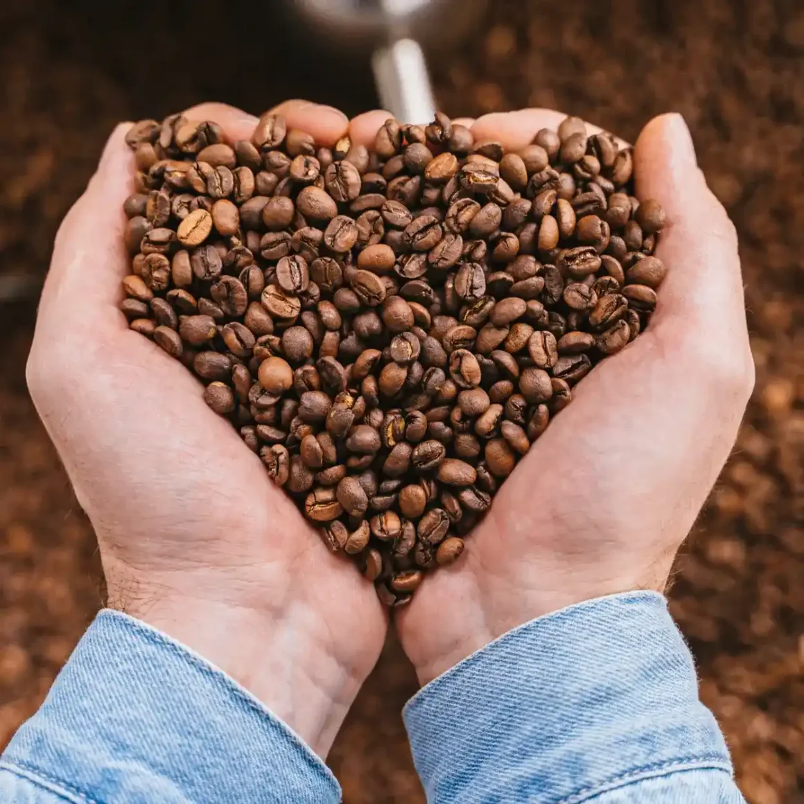 hands holding coffee beans