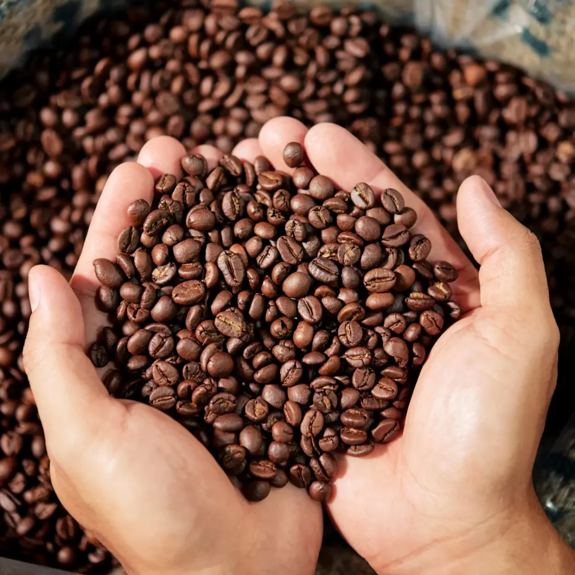 hands holding instant espresso coffee beans in a bowl