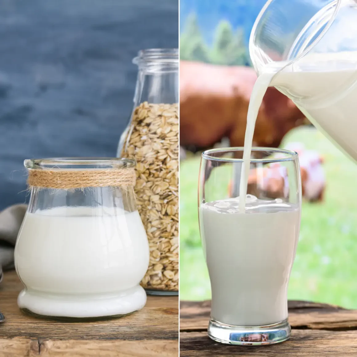 a glass of oat milk and a glass of dairy milk
