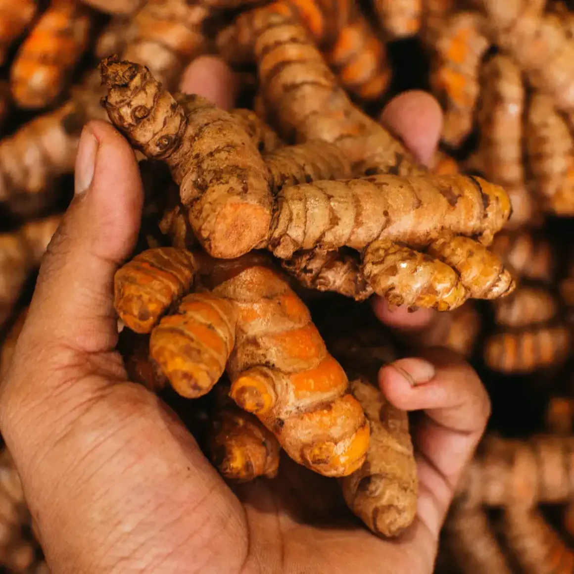 a person holding a pile of turmeric