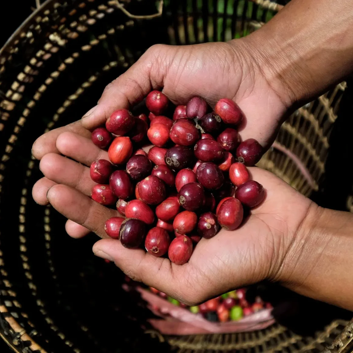 a person holding a handful of red berries
