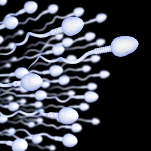 INCREASED SPERM MOTILITY Coffee Benefit for Men - Sperm Motility