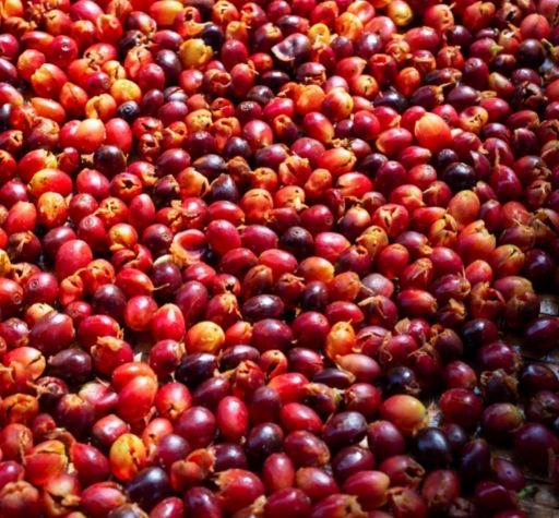 coffea skin coffea skin